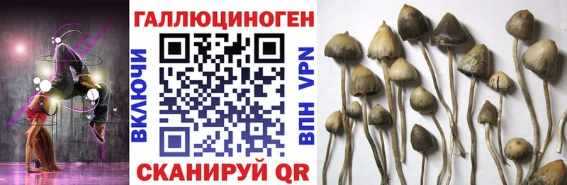 закладка  Малгобек  Псилоцибиновые грибы MAGIC MUSHROOMS 